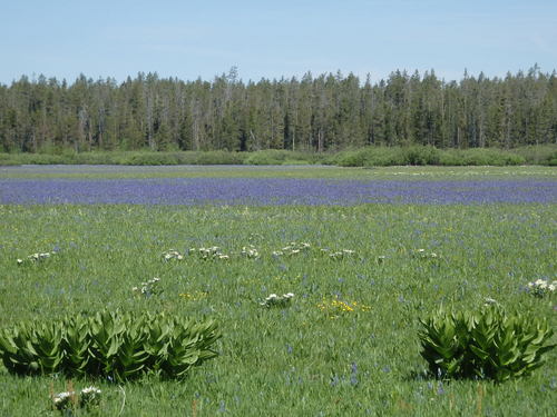 GDMBR: It looks like water BUT that is a field of Blue Penstemons.
